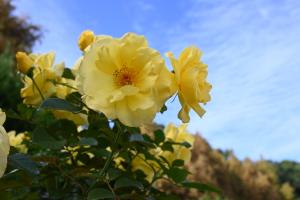 青い空とゴールドバニーのバラ