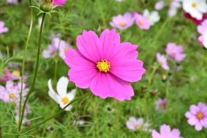 ピンクのコスモス