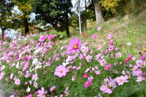 道沿いに咲くコスモス