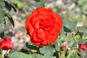 朱赤色のオリンピックファイヤーというバラの花