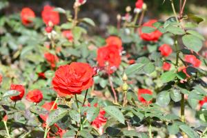 朱赤色のオリンピックファイヤーというバラの花