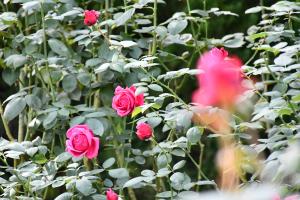 ピンク色のバラの花