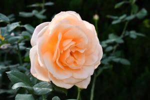 アプリコット色のバラの花