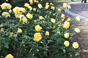 黄色のゴールドバニーというバラの花