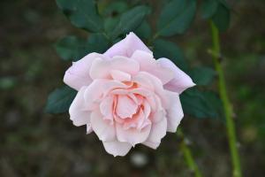 淡いピンク色のバラの花