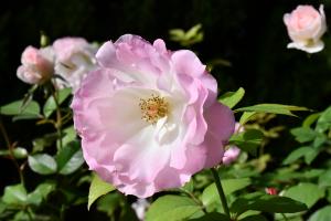 薄いピンク色と白の2色のバラの花