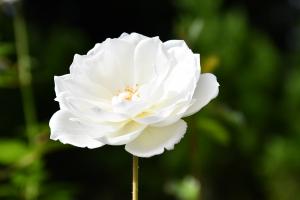 白色のバラの花