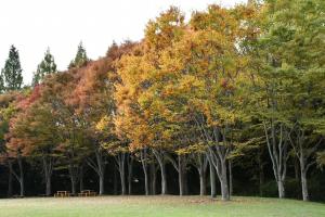 色づき始めた木々