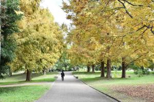 色づき始めた木々と散歩をしている人の後姿