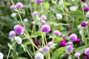 紫色と白色のセンニチコウの花