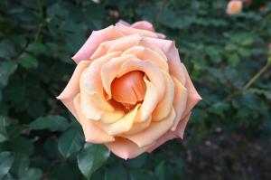 アプリコット色のバラの花