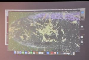 スクリーンに写るワレカラの映像