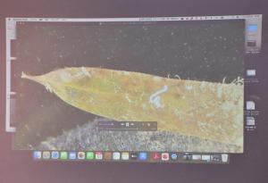 竹の葉についたゴカイ