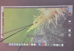 竹の葉についた牡蠣の赤ちゃん