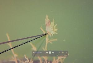 竹の枝の部分についたイソギンチャク