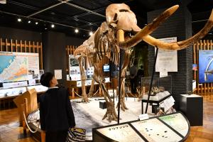 ナウマンゾウの全身骨格レプリカを見上げる男子児童
