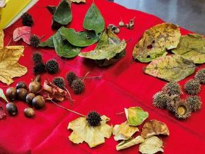 探し物ゲームで使った葉っぱや木の実の写真