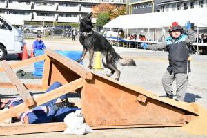 被災者を見つけ吠える災害救助犬