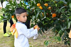 みかんを収穫している様子