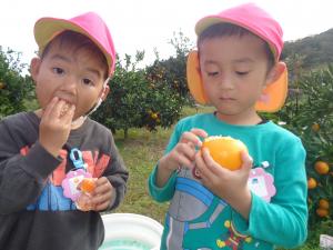 みかんを食べている園児
