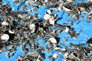 貝殻や木などが混じっているヨリカス