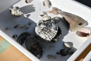 たくさんの種類の貝殻