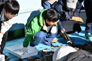 採集している採集