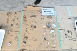 今回採れた生物