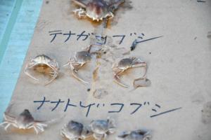 手が長い甲殻類