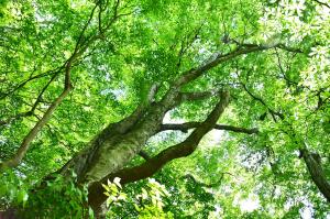 緑が美しいブナ林