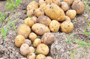 畑で獲れたたくさんのじゃがいも