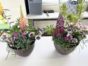 色とりどりの草花の寄せ植え