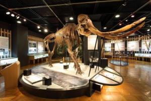 ナウマンゾウ展示