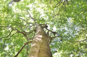 和泉葛城山のブナ林の写真