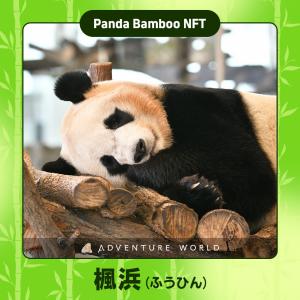 パンダが寝転んでいる写真