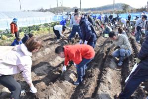 畑で作業をする大勢の人