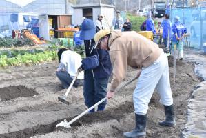 桑で畑を耕す男性