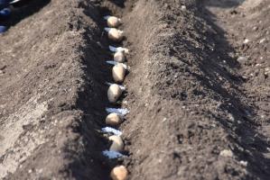一列に並ぶ種芋