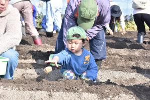 畑に種芋を置く男の子