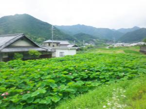 畑と山が写る写真