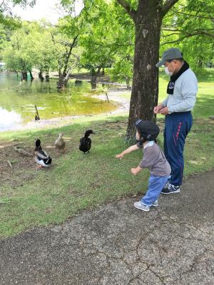 カモにエサをあげる幼児とその横に立つ男性