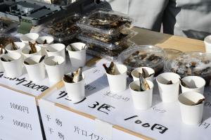 紙コップに入った干物