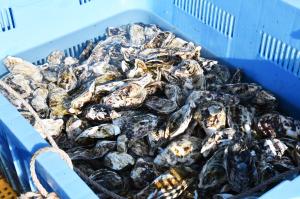 ケースに入った生の牡蠣