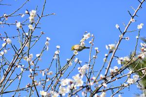 白梅の木にとまるメジロ