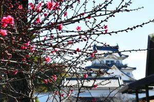 赤梅越しに見える岸和田城