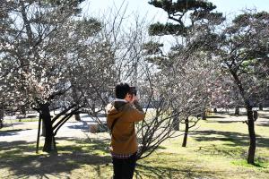 スマートフォンで梅を撮影する男性