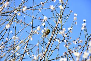 蜜を吸うメジロ