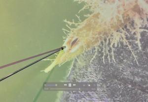 竹の枝葉についたカキの赤ちゃん