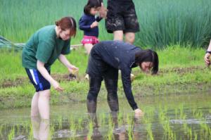 若い女性2人が田植えをする様子