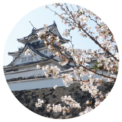 岸和田城の写真